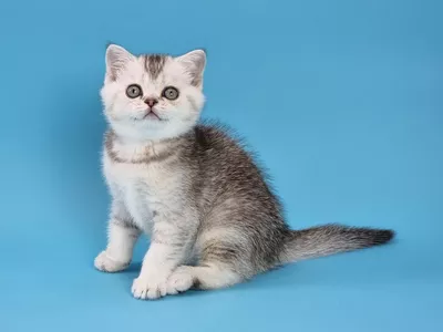 Котенок Narciss (Нарцисс)