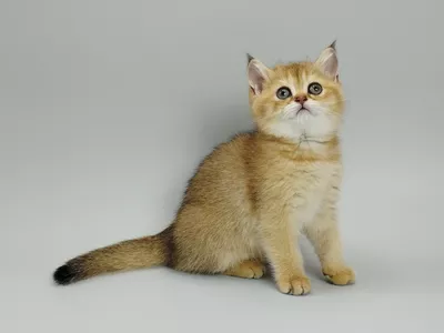 Котенок Odrey (Одри)