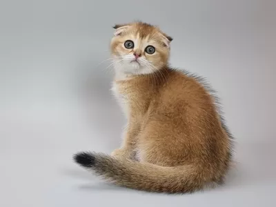 Котенок Osborne (Озборн)