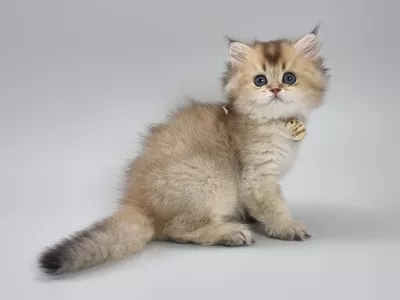 Котенок Persian (Персиан)