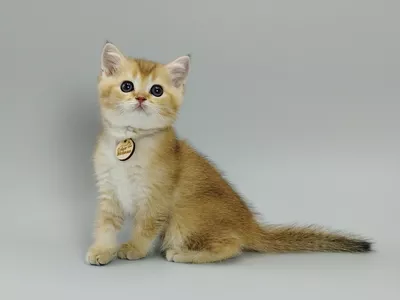 Котенок Pionel (Пионэль)
