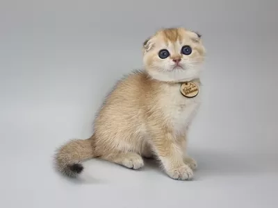 Котенок Polaris (Полярис)