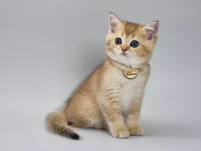 Котенок Persival (Персиваль)
