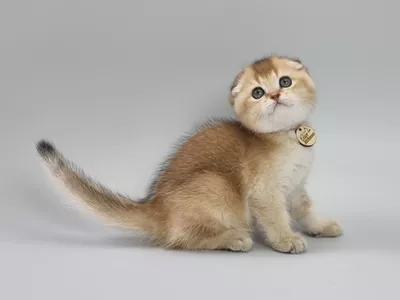 Котенок Paladin (Паладин)