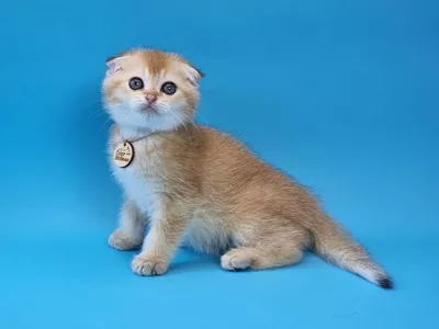 Котенок Quentin (Квентин)
