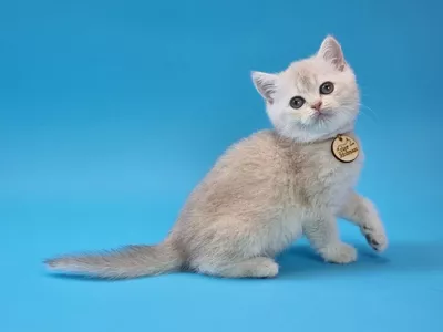 Котенок Quinci (Квинси)