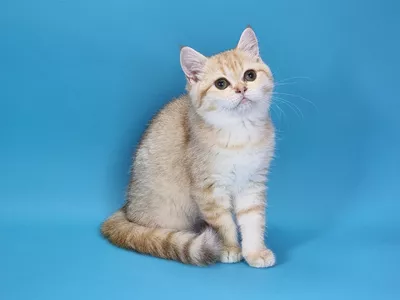 Котенок Quinty (Квинти)