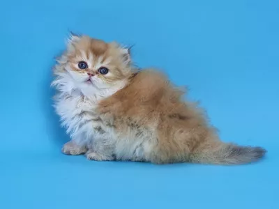 Котенок Solar (Солар)