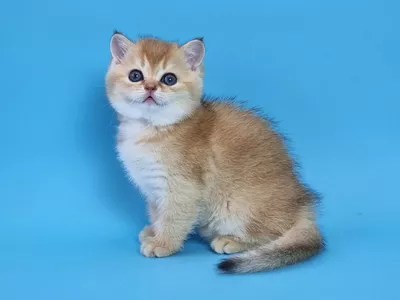 Котенок Spark (Спарк)