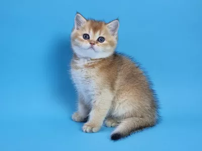 Котенок Spirit (Спирит)