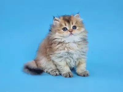Котенок Stellar (Стеллар)
