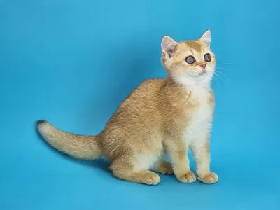Котенок Travis (Тревис)