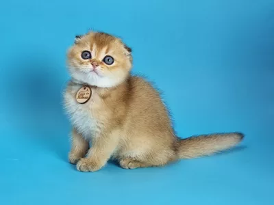 Котенок Trevor (Тревор)