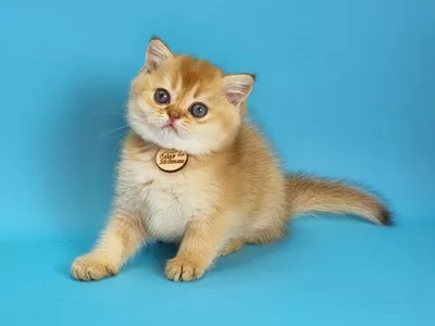 Котенок Troy (Трой)