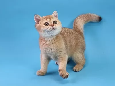 Котенок Taylor (Тейлор)