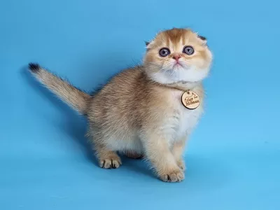 Котенок Teira (Тейра)