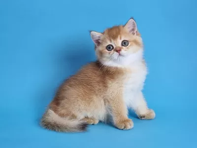 Котенок Urban (Урбан)
