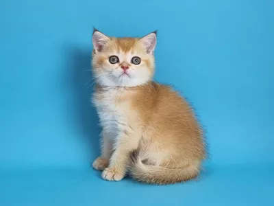 Котенок Uber (Убер)