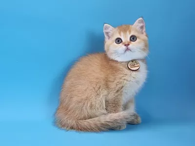 Котенок Viola (Виола)