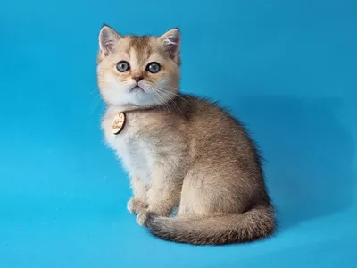 Котенок Vide (Вайд)