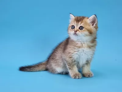 Котенок Beverly (Беверли)