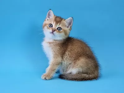 Котенок Benetton (Бенеттон)