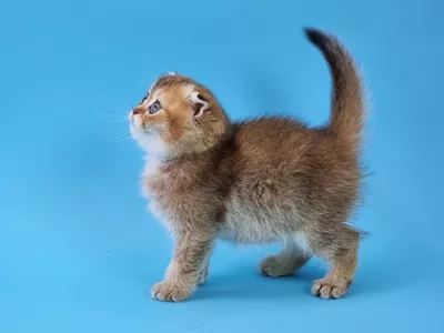 Котенок Bently (Бентли)