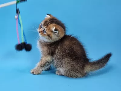 Котенок Brooklyn (Бруклин)