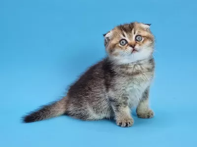 Котенок Blackwood (Блэквуд)
