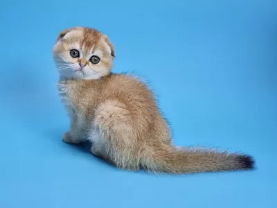 Котенок Bettony (Беттони)