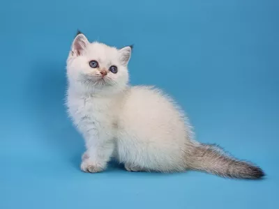 Котенок Yara (Яра)