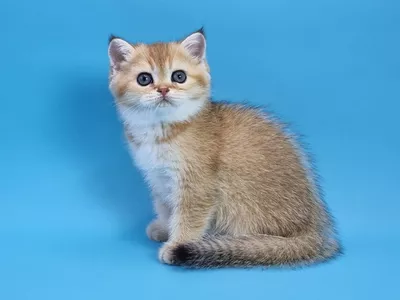 Котенок Yaris (Ярис)