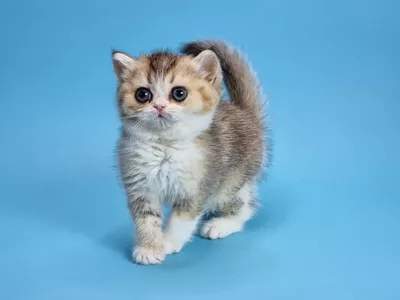 Котенок Caroline (Каролина)