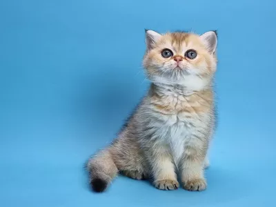 Котенок Camellia (Камелия)