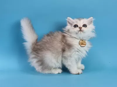 Котенок Dictis (Диктис)