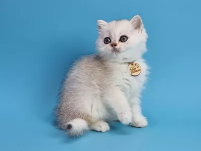 Котенок Dionysius (Дионис)