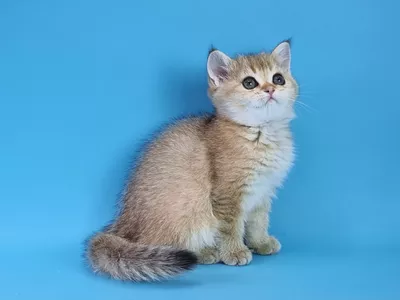 Котенок Flora (Флора)