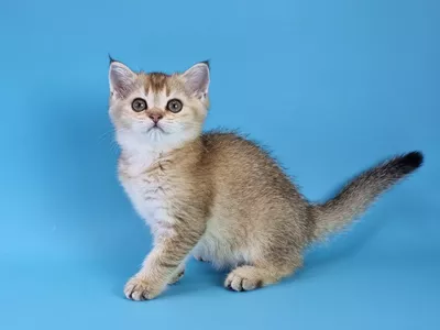 Котенок Fiona (Фиона)