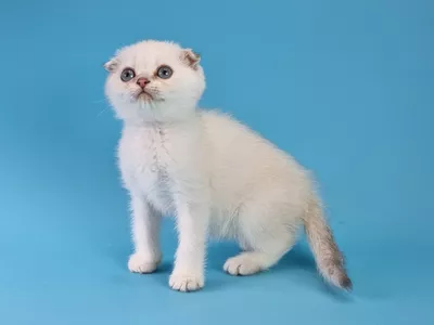 Котенок Fenton (Фэнтон)