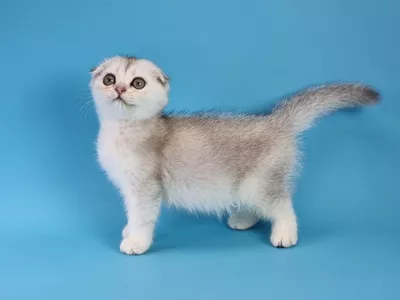 Котенок Forest (Форест)