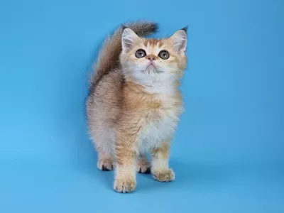Котенок Edem (Эдем)