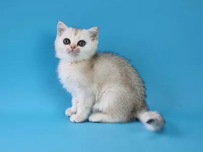 Котенок Estel (Эстель)