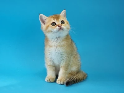 Котенок Irwin (Ирвин)