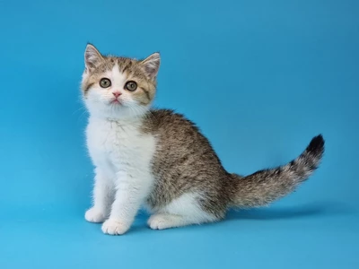 Котенок Jennie (Дженни)