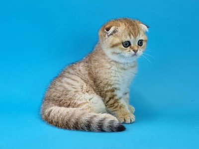 Котенок Johnny (Джонни)