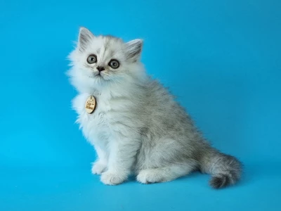 Котенок Opra (Опра)