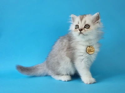 Котенок Oceania (Океания)