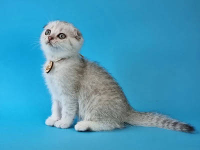 Котенок Olimp (Олимп)