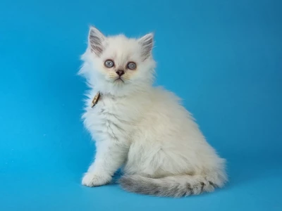 Котенок Orphei (Орфей)