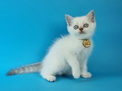 Котенок Orion (Орион)